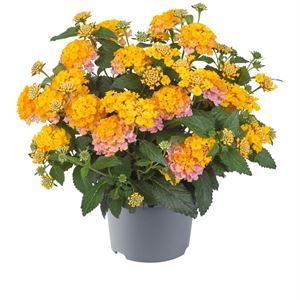 Afbeelding van Lantana P12 Rose Gold